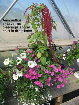 Amaranthus(Love-Lies-Bleeding), Petunia, Calibrachoa, Bacopa