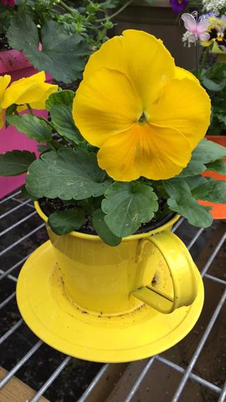 Pansy in a Teacup