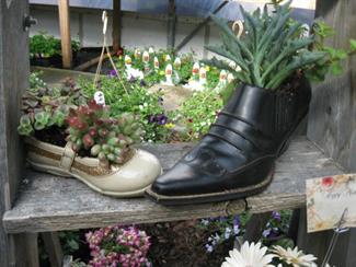 Shoe Succulents