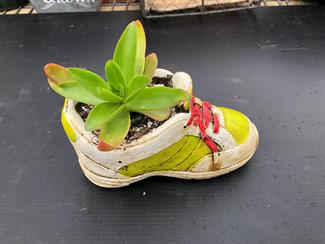 Shoe Succulent