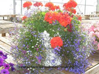 Geranium, Lobelia
