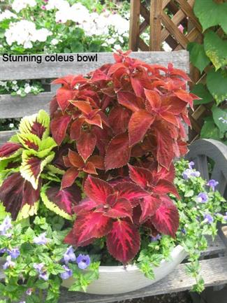 Coleus, Wishbone Flower(Torenia)