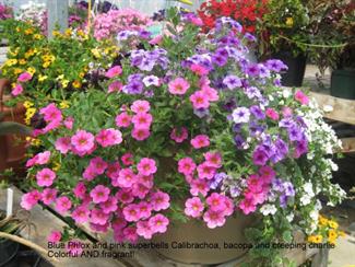 Phlox, Calibrachoa, Bacopa, Creeping Charlie