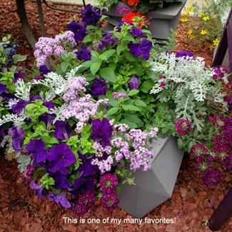 Petunia, Heliotrope, Dusty Miller, Verbena