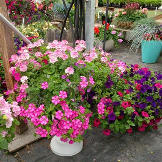 Petunia, Double Calibrachoa, Verbena