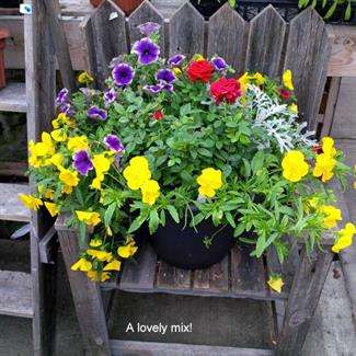 Petunia, Mini Tea Rose, Dusty Miller, Pansy