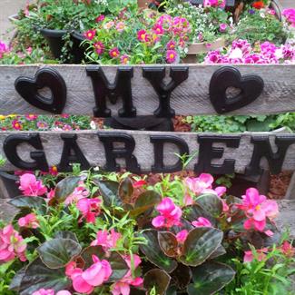 Fibrous Begonia, Lobelia