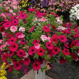 Petunia, Verbena, and Euphorbia